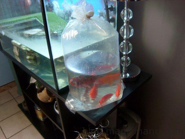 Blog de magicmanu : Aménagement de notre maison, Bassin de jardin - Les premiers poissons