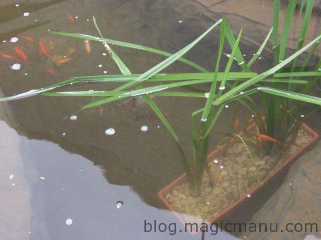 Blog de magicmanu : Aménagement de notre maison, Bassin de jardin - plantations